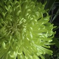 Knospe im Aufbruch