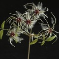 Federblume (?)