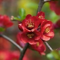 Rote Blüte