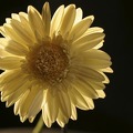 Gelbe Korbblüte (?)