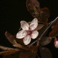 Rosa Blüte