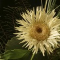 Gelbe Blüte (?2?)