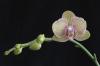 Orchidee Phalaenopsis